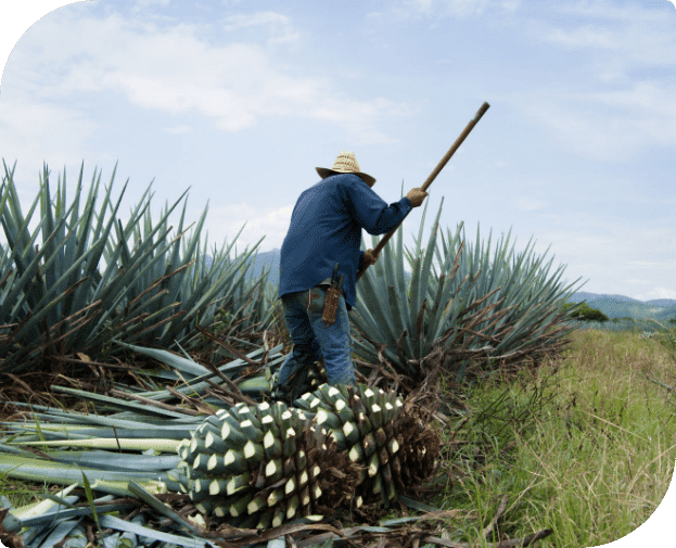 organic agave inulin, organic inulin, organic fiber, organic prebiotic fiber, Agave inulin