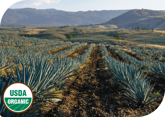 aloe vera pflanze kaufen Aloe vera (Echte Aloe) kaufen